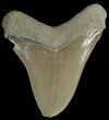 Serrated,  Bone Valley Megalodon Tooth - Florida #70555-1